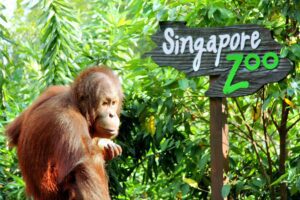 7 Fun & Affordable Things To Do In Singapore