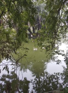 Duck pond at Lodhi Garden