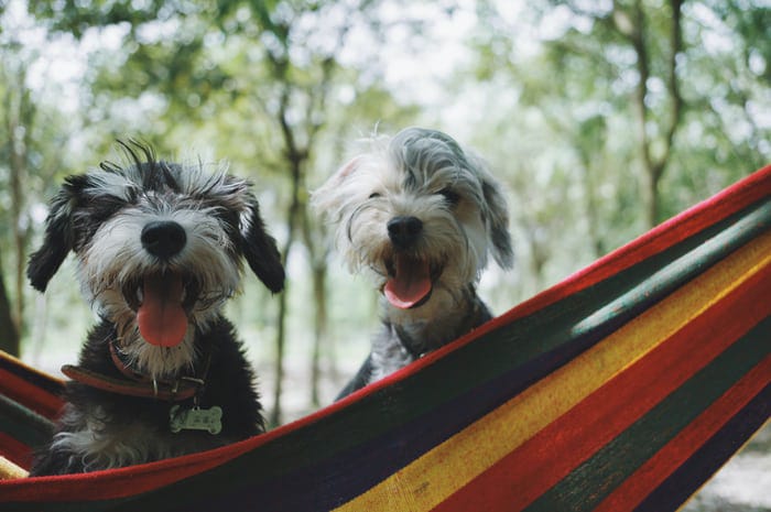 happy pets