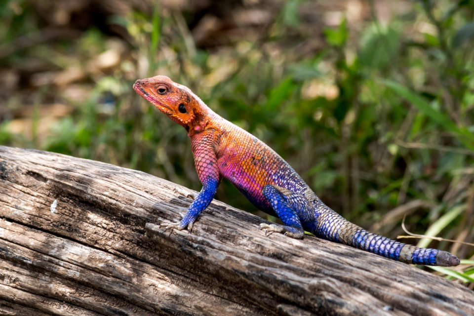 Masai Mara, Africa, photography, wildlife, chameleon, colourful photography