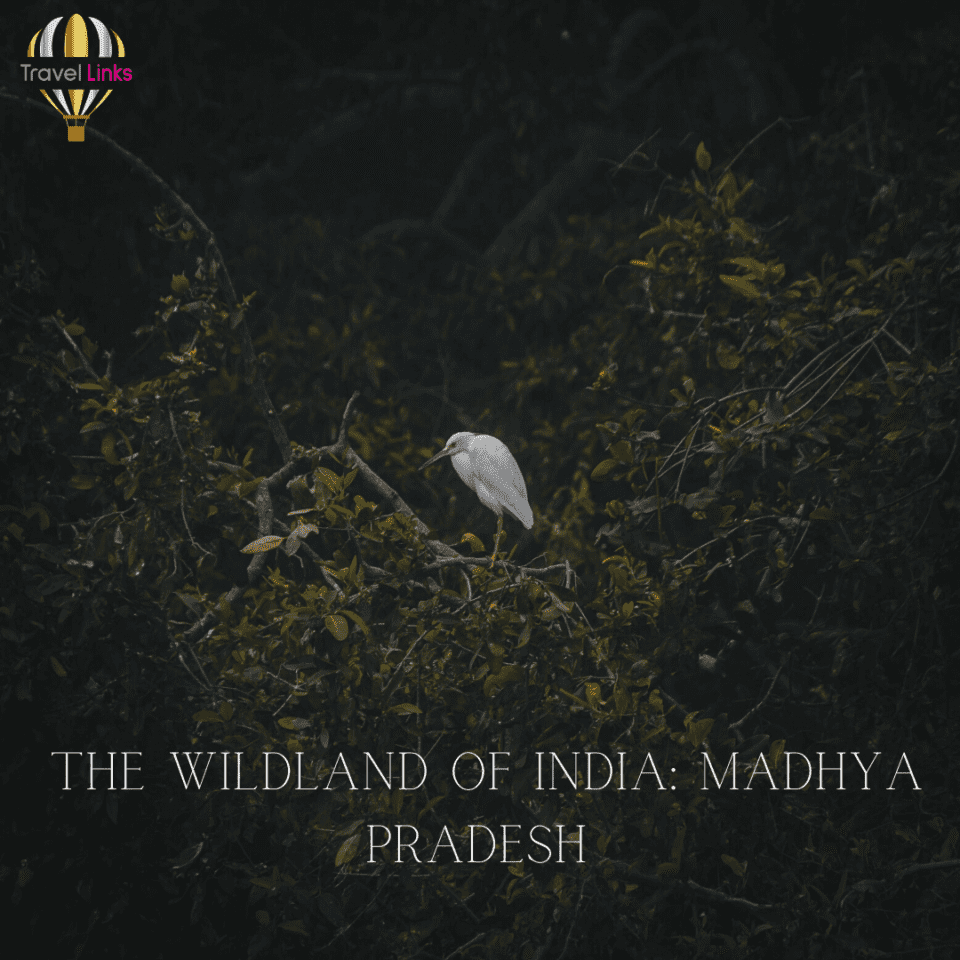 Madhya Pradesh Wildlife
